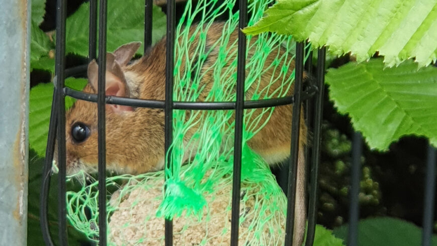 Es war einmal eine kleine Maus